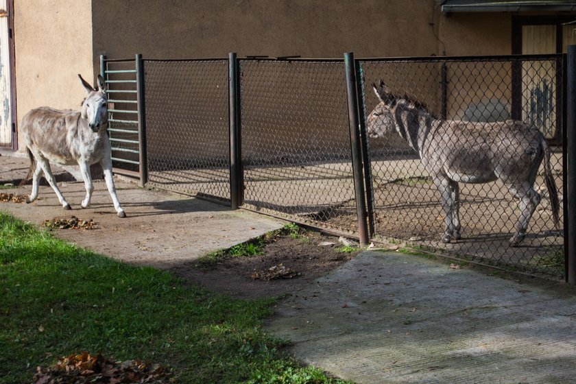 Antonina i Napoleon ze zoo w Poznaniu nie będą karane za miłość