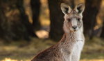 Rzeź kangurów pod Elblągiem