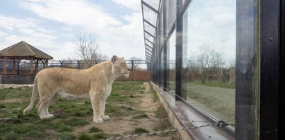 Właściciel zoo: moje zwierzęta będą głodować