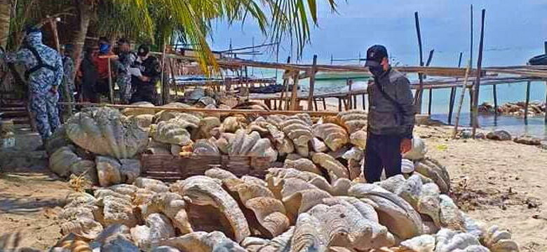 Kłusownicy zebrali 200 ton muszli o wartości 95 mln zł na Filipinach