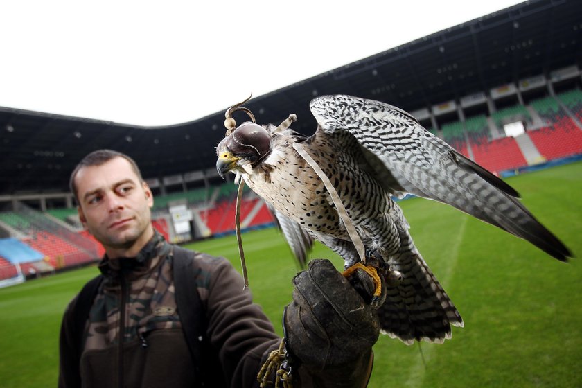 Sokolnik z ptakiem pracuje na stadionie