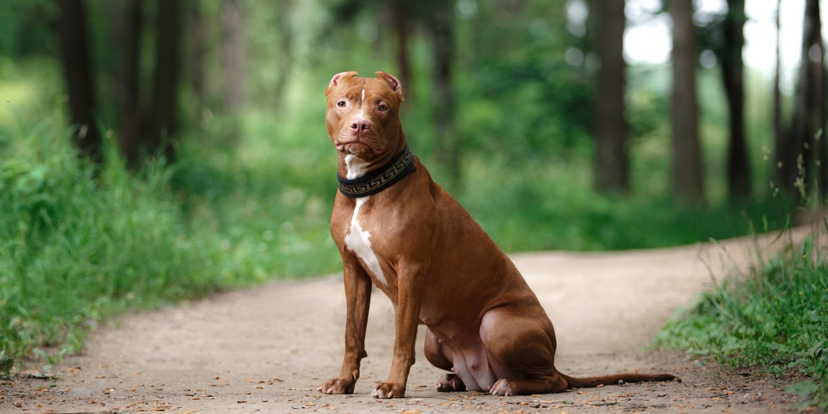 Pitbull zaatakował dziecko