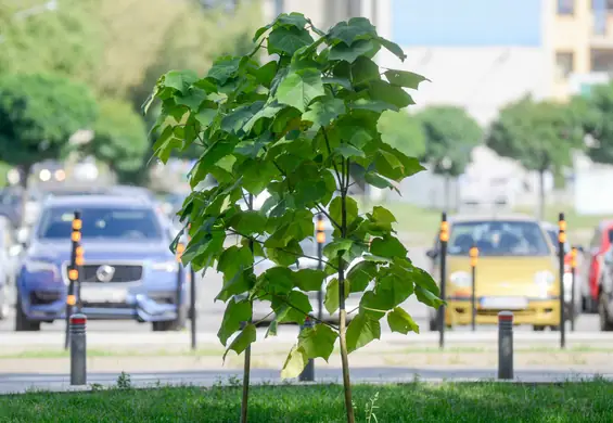  Pochłania masę CO2 i rośnie niezwykle szybko. To drzewo wzbudza kontrowersje