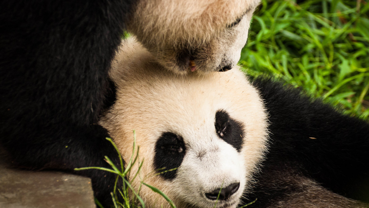 Panda wielka to gatunek zagrożony wyginięciem i od wielu lat symbol światowej walki o ochronę przyrody.