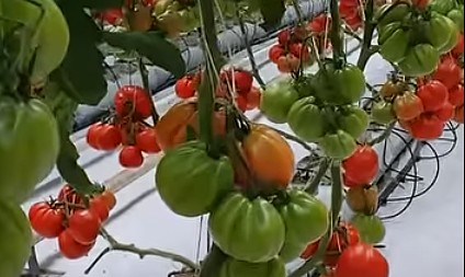 Pomidor odmiana Bawole serce