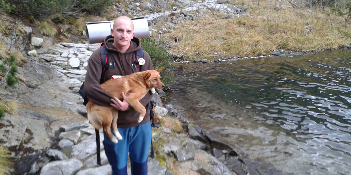 Pies Rysek odnaleziony w Tatrach.