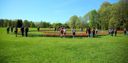 Ogród Botaniczny w Łodzi pełen tulipanów