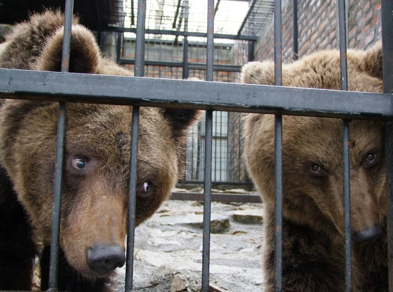 Medvedi iz beogradskog Zoološkog vrta najavili kraću zimu