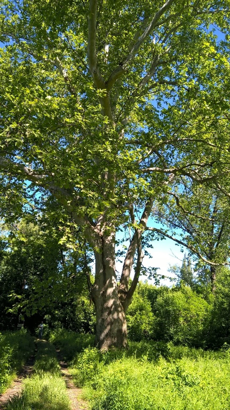 Američki platan na Sajlovu