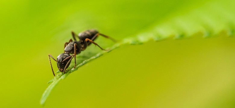 W wykrywaniu raka mogą pomóc… mrówki