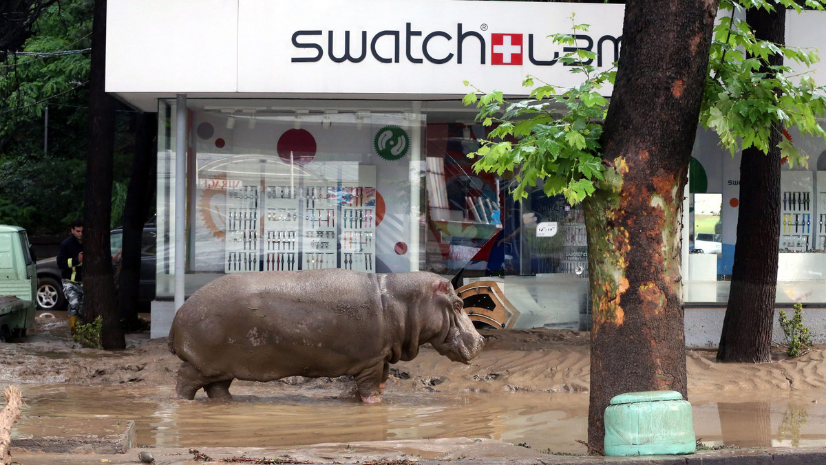 GEORGIA FLOOD (Floods kill at least 8 in Georgia's capital, zoo animals escape)