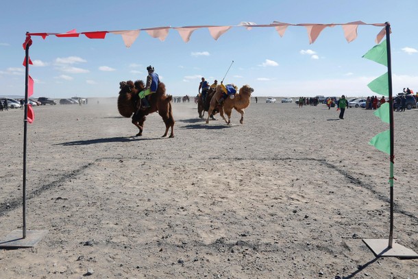 The Wider Image: Mongolia's camel festival