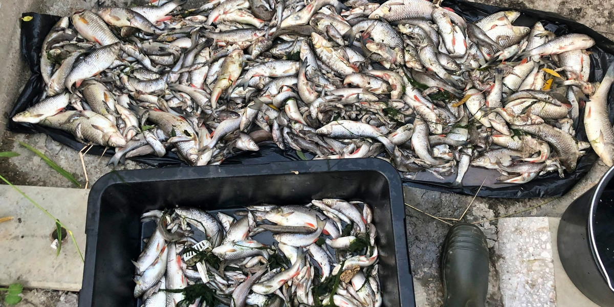 Setki śniętych ryb wyciągnięto z Wilgi.