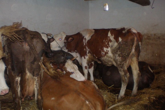 (UZNEMIRUJUĆE FOTOGRAFIJE) Sneg srušio krov štale, STRADALA SVA STOKA! Porodica Hadžić u trenu ostala bez prihoda, mole za pomoć