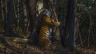 Zwycięzcy konkursu Wildlife Photographer of the Year 2020 - najlepsze zdjęcia przyrodnicze