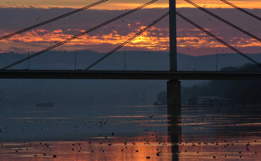 Most slobode Novi Sad foto Nenad Mihajlovic