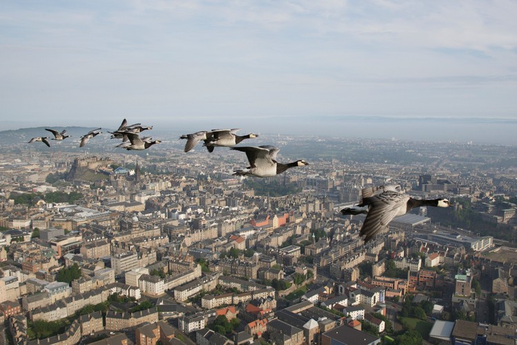 Gęsi nad Edynburgiem, Szkocja