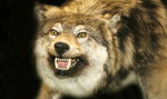 Piłami spalinowymi bronili się przed wilkami. Zwierzęta zostały zastrzelone. Są wyniki sekcji zwłok