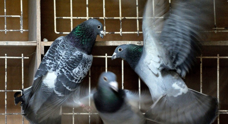 In this Wednesday, Jan. 12, 2011 file photo, pigeons fly inside their coop at Pigeon Paradise in Knesselare, Belgium.