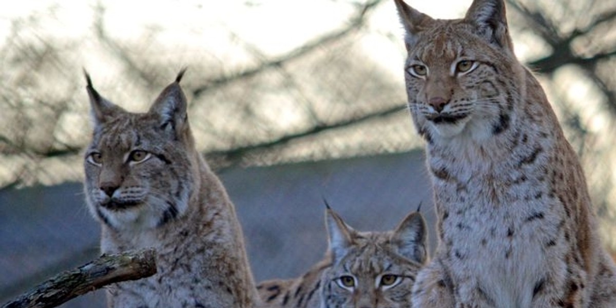 Oto nowi mieszkańcy wrocławskiego zoo