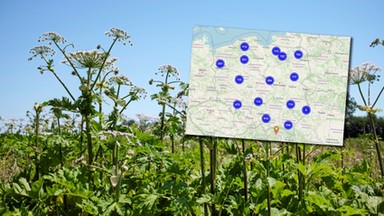 W upały jest jeszcze groźniejszy. Gdzie rośnie barszcz Sosnowskiego? [MAPA]