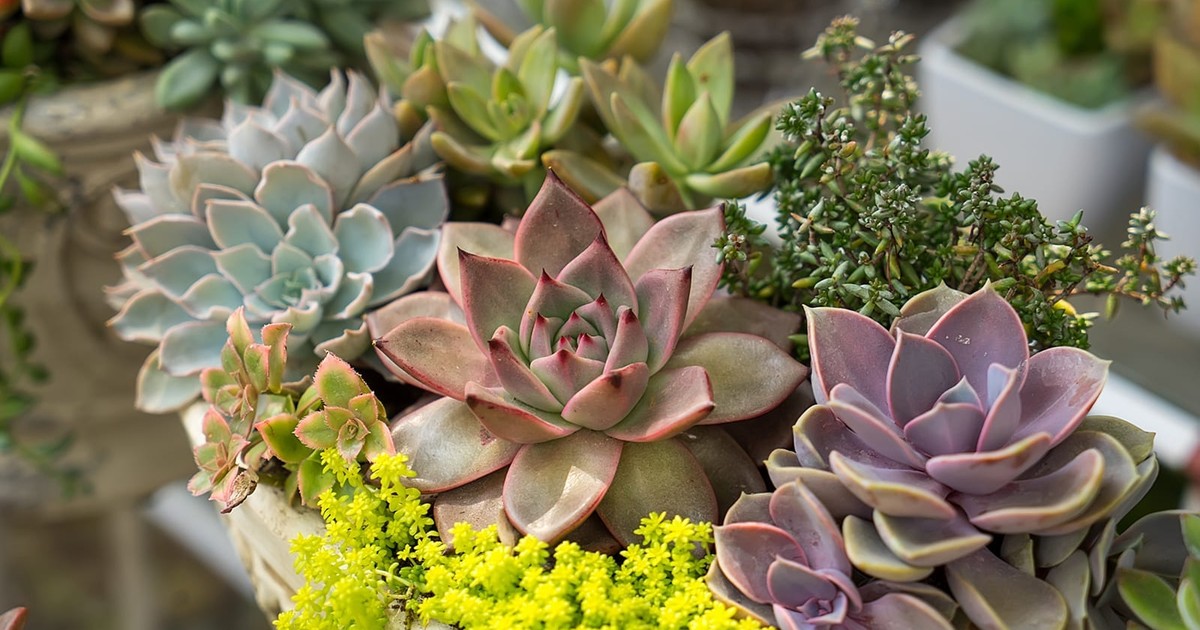 coral reef succulent Sedum tetractinum 'Coral Reef' main image 1