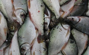 Ponad połowa gatunków ryb może niebawem zniknąć z oceanów