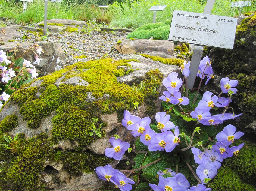 Ramonda Nathaliae