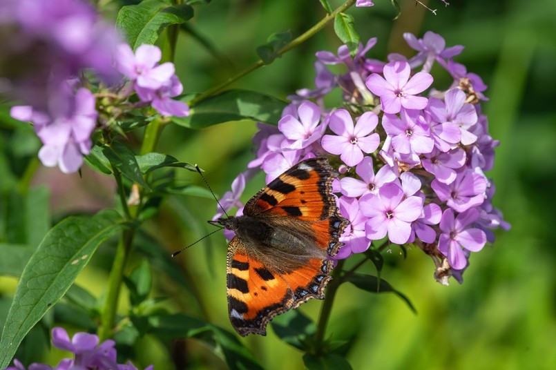 Floksy wiechowate w ogrodzie - czy przycinać po przekwitnięciu?