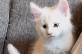 Kupili smo slatko, belo mače, a posle 9 meseci OSTALI SMO VAN SEBE OD ŠOKA: Izraslo je u ZVER ABNORMALNIH RAZMERA - niko ne shvata da je OVOLIKO porastao, a još će rasti!