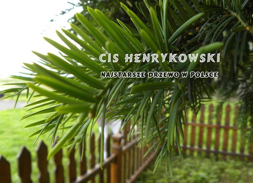 Cis Henrykowski