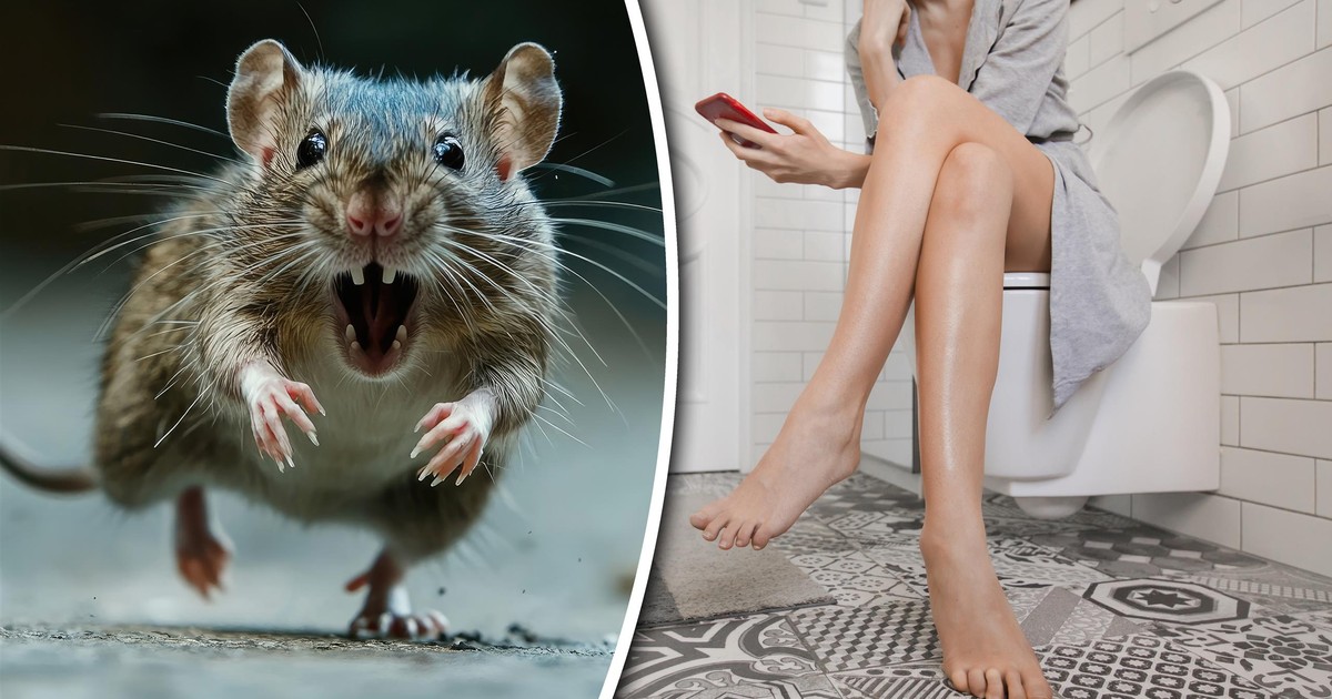 Czy szczur może wyjść z toalety? To nie tylko miejskie legendy! Oto jak się zabezpieczyć
