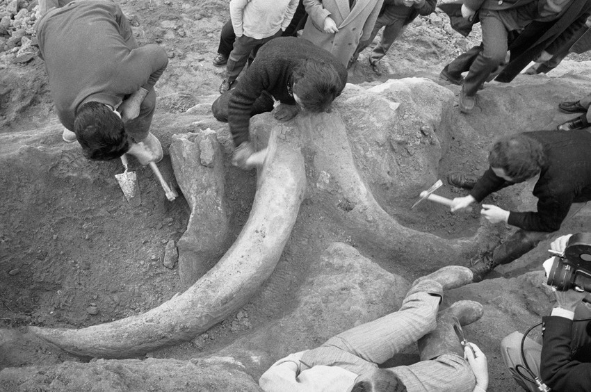 Otkopavanje mamuta u Rimu koji je pronađen tokom izrade auto-puta