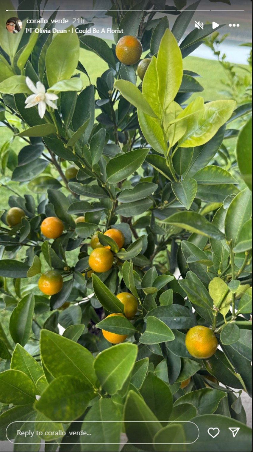 Dvorište Branke Nevistić