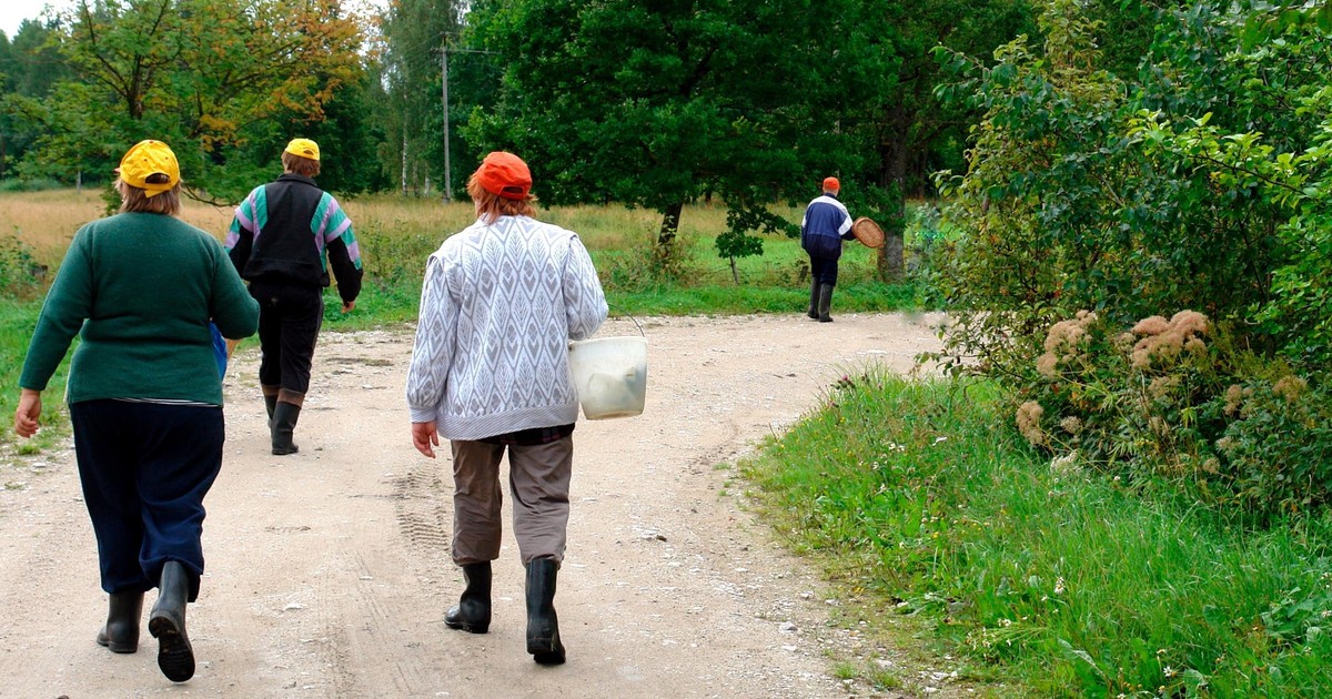 Pogoda we wtorek sprzyja grzybiarzom! W tych regionach będzie deszczowo, ale dość ciepło