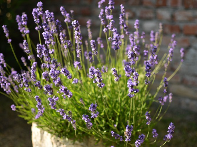 Lavanda