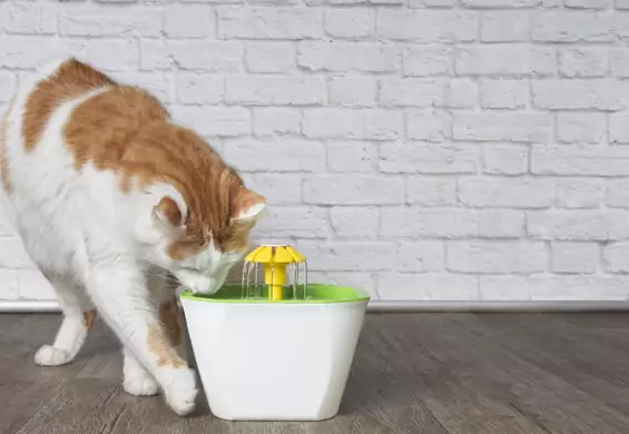 Automatyczne poidła dla psów i kotów zachęcą zwierzaka do picia wody