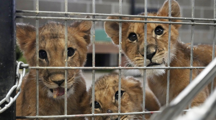 A négy-öt hónapos kölyköket a lengyelországi Poznan állatkertjéből szállították Minnesotába / MTI/AP/Star Tribune/Anthony Souffle
