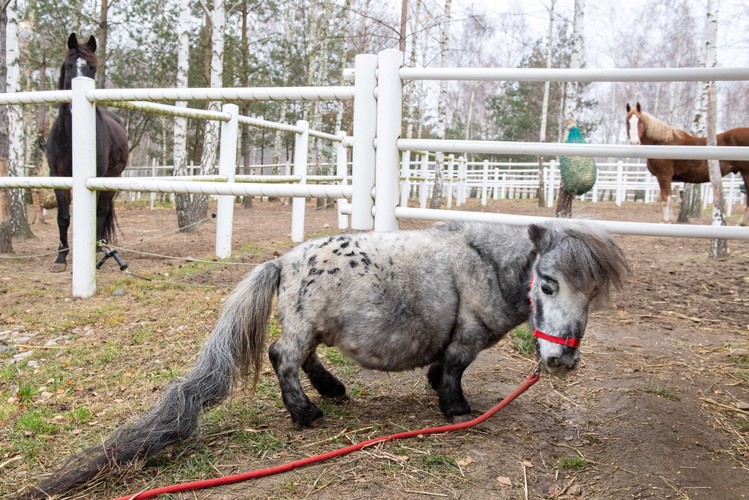 Bombel - najmniejszy koń świata