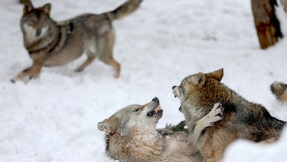 Napi cuki fotók: Így játszadoznak a farkasok a hóban