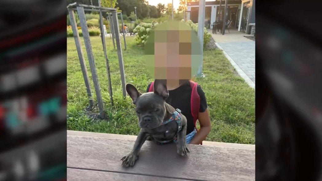 Halálra marcangolta egy tízéves kislány kutyusát egy kiszökött pitbull Pápán: hiába kiabált a gyerek, rengetegen sétáltak el mellettük segítségnyújtás nélkül – videó