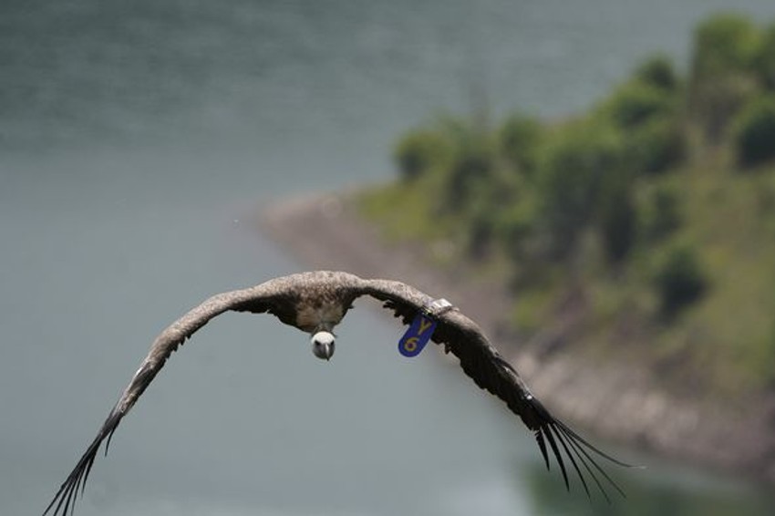 Sup koji se izlegao na Uvcu markiran je 2019. u Bugarskoj i od tada je praćen do juče