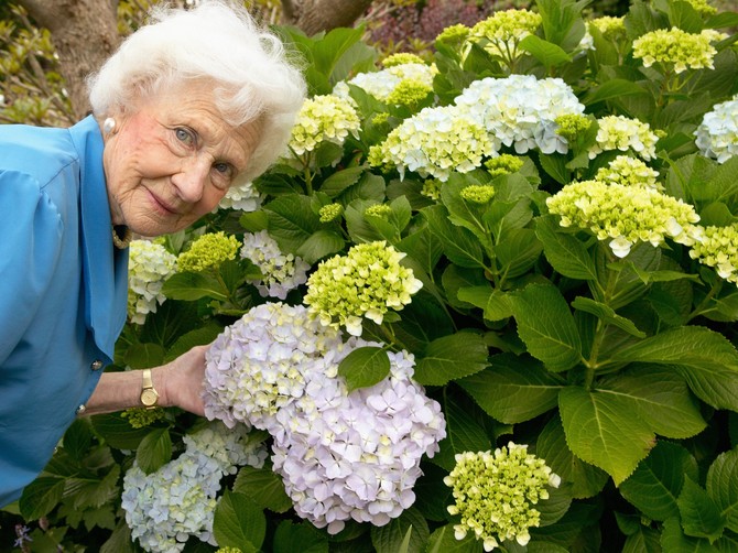 Hortenzije