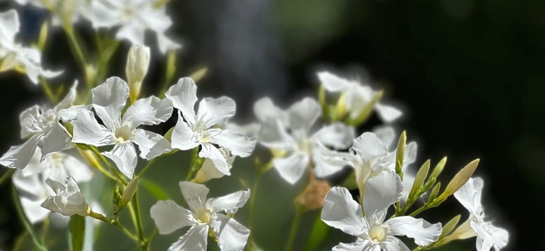 Czy oleander może zimować w ogrodzie?