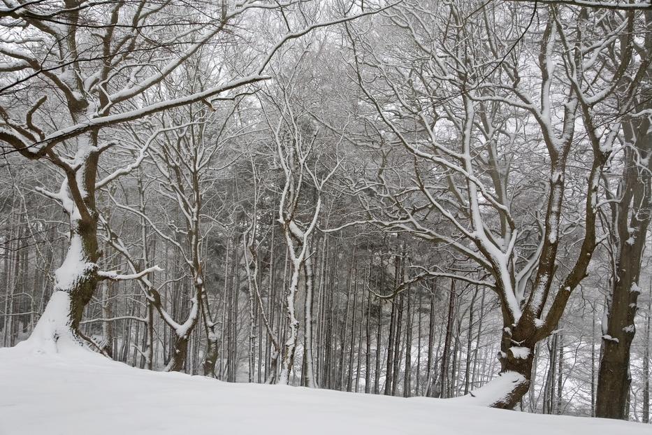 November végén, december elején érkezhet az első, komolyabb havazás / Illusztráció: Northfoto