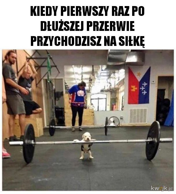 Najśmieszniejsze memy ze zwierzętami w roli głównej