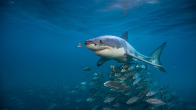 Tydzień z rekinami w Nat Geo Wild od 21 do 26 sierpnia