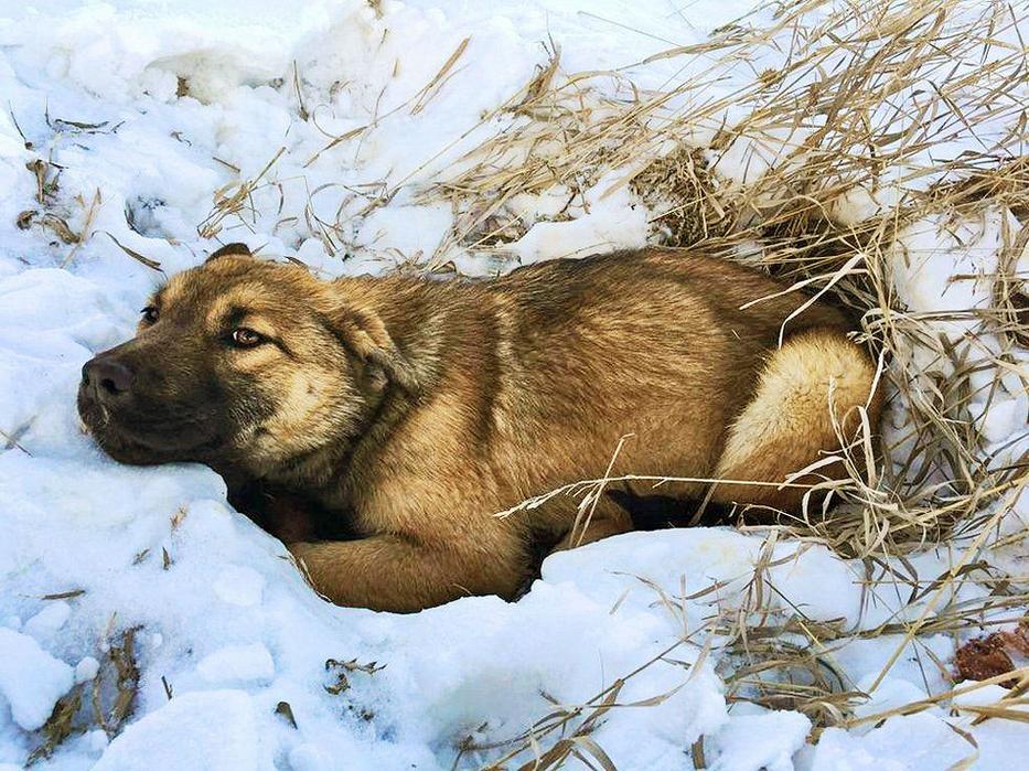 Alberta Animal Rescue Crew Society