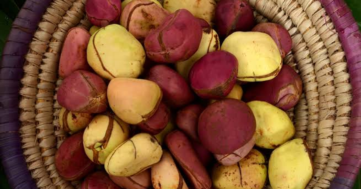 Why kola nut is highly celebrated in igboland pulse nigeria
