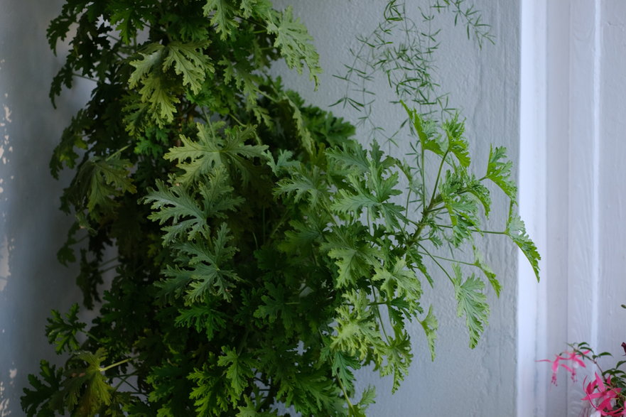 Pelargonia pachnąca (Pelargonium graveolens)